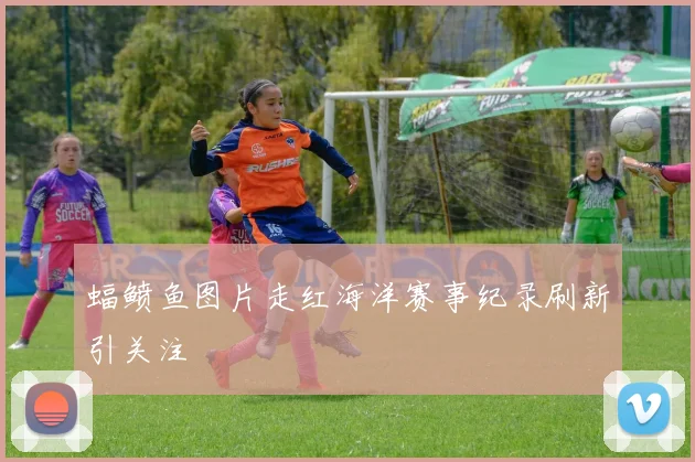 蝠鲼鱼图片走红海洋赛事纪录刷新引关注